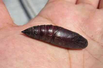 スズメガの幼虫の駆除 葉から取る方法と薬剤で植物や人体に影響は 井戸端会議 スズメガの幼虫の駆除 葉から取る方法と薬剤で植物や人体に影響は 井戸端会議