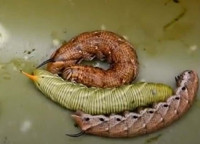 スズメガの幼虫には毒がある