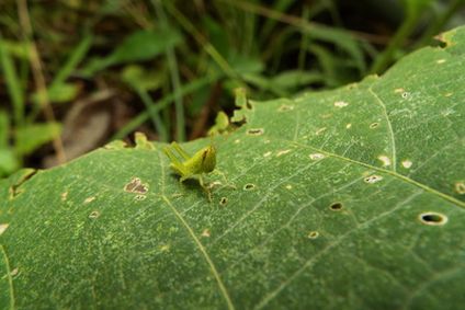 トノサマバッタ幼虫