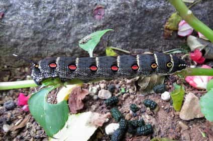 スズメガの幼虫