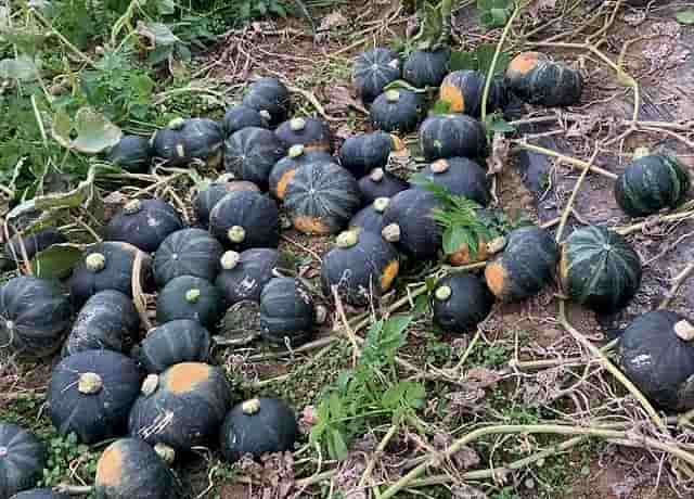 冬至かぼちゃの栽培