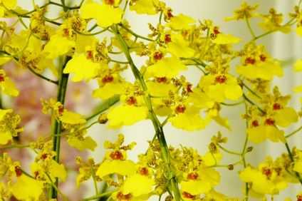 オンシジウム黄色