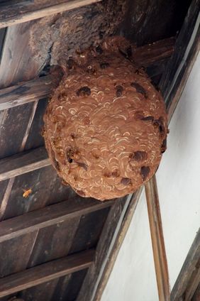 スズメバチの巣