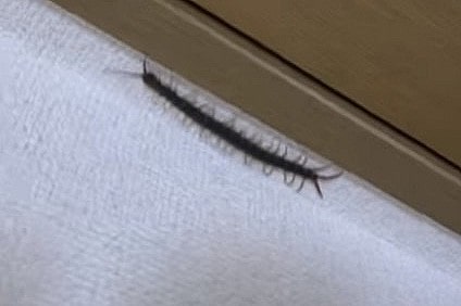 天井にムカデ
