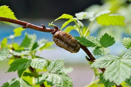 カマキリの卵鞘