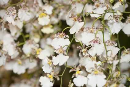 オンシジューム