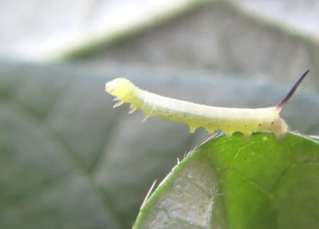 アサガオの葉とエビガラスズメの幼虫