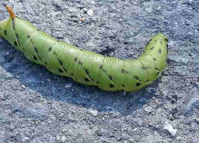 エビガラスズメの幼虫