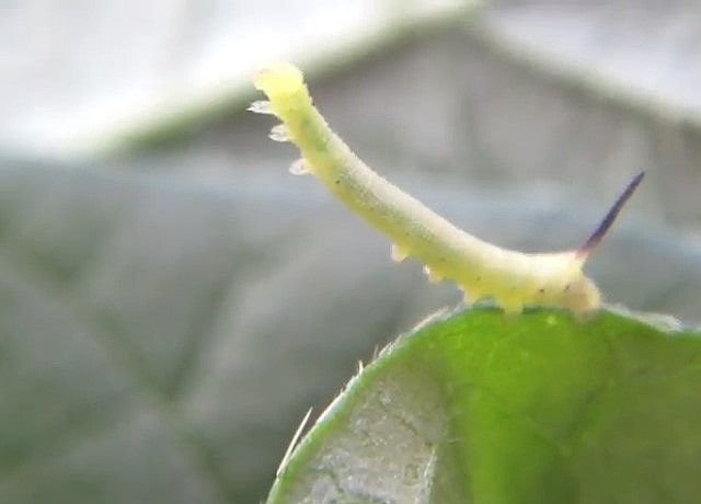 エビガラスズメの幼虫を植物の葉から取る方法