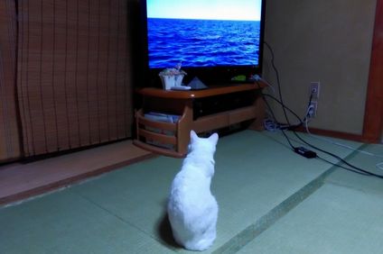 テレビ観る
