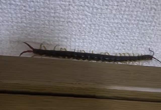 ムカデ
