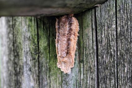チョウセンカマキリの巣