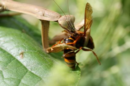 カマキリと蜂