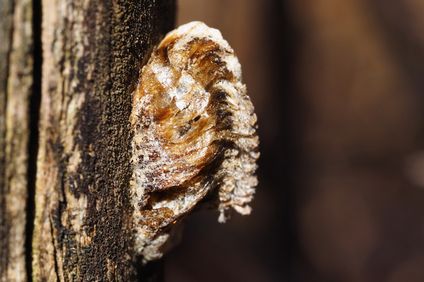 ハラビロカマキリの卵