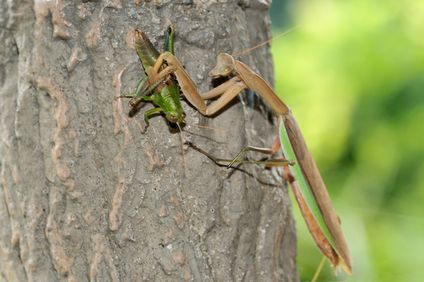 カマキリ餌