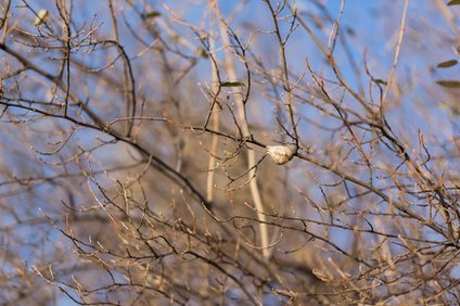 カマキリの巣