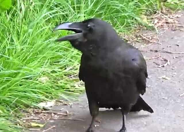 烏の鳴き声の意味