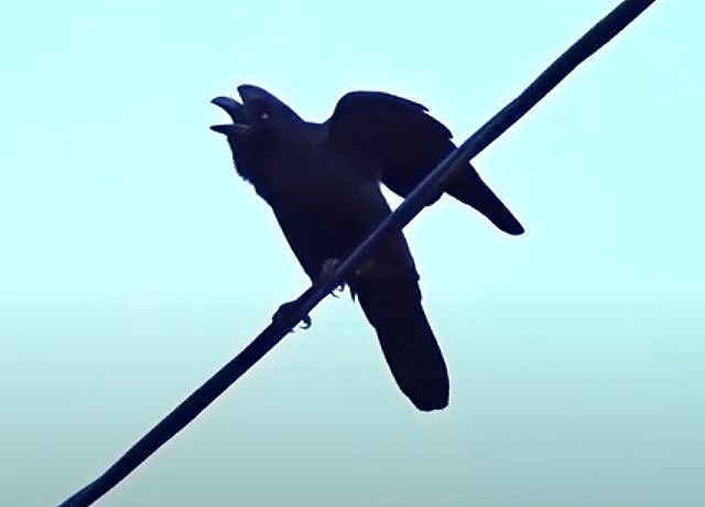 カラスの鳴き声の意味