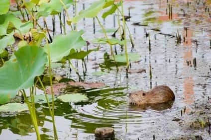 ヌートリアの生態と寿命や性格