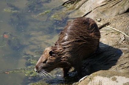ヌートリアをペットで飼える?