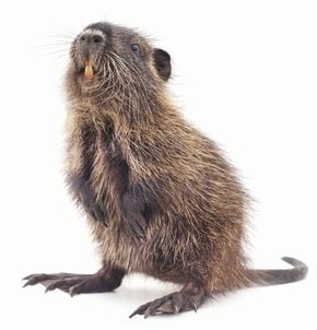 ヌートリアをペットで飼う場合の値段