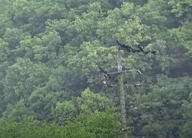 カラスがうるさいときの対策