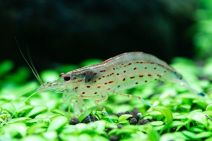 川エビの捕獲の仕方 仕掛けと場所はどこ 服装や時期はいつかも伝授 井戸端会議 川エビの捕獲の仕方 仕掛けと場所はどこ 服装や時期はいつかも伝授 井戸端会議