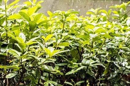 恵みの雨