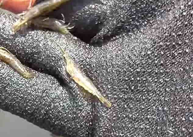 川エビの捕獲の仕方