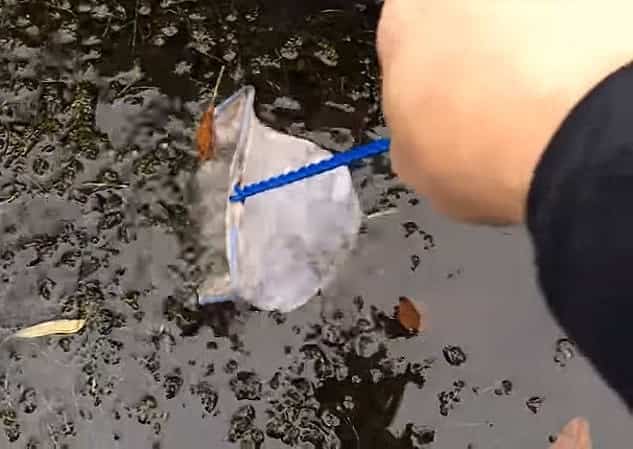 川海老を捕獲するための仕掛けの種類