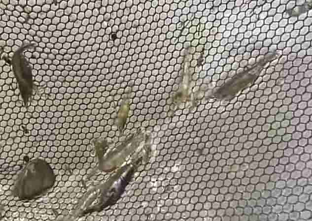 捕獲された川エビの写真