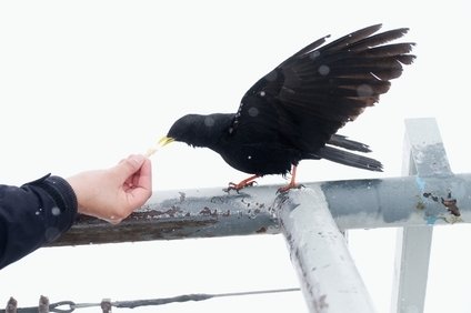 カラスの餌やり