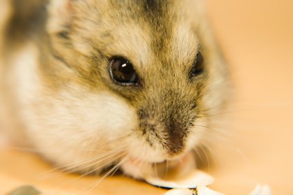 ハムスターの好きな餌