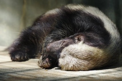 ライオンの天敵のラーテルの気性や特徴