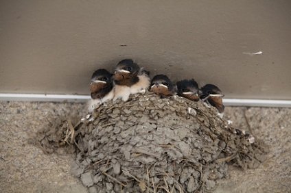 ツバメの子供を見ない理由 巣の場所と産まれる時期や巣立ちはいつ 井戸端会議