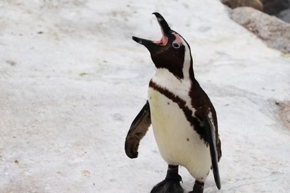 ペンギンの鳴き声の意味