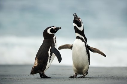 ペンギンが求愛するときの鳴き声とその意味