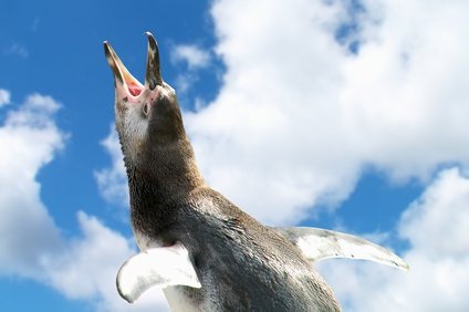 ペンギンが危険を知らせるときの鳴き声とその意味