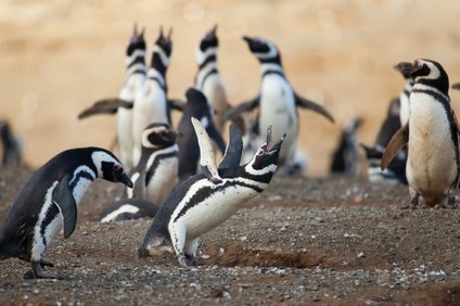 ペンギンが仲間を呼ぶ鳴き声とその意味