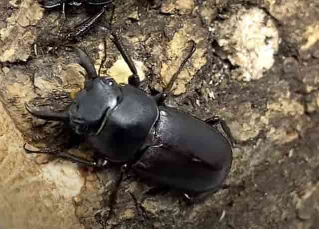 アマミシカクワガタは現在採取禁止令