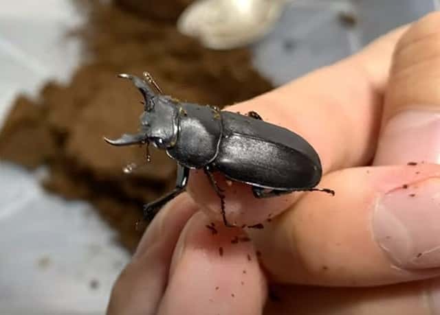 アマミシカクワガタの飼育の仕方