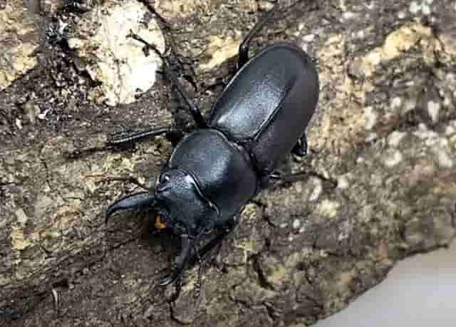 アマミシカクワガタの越冬の仕方
