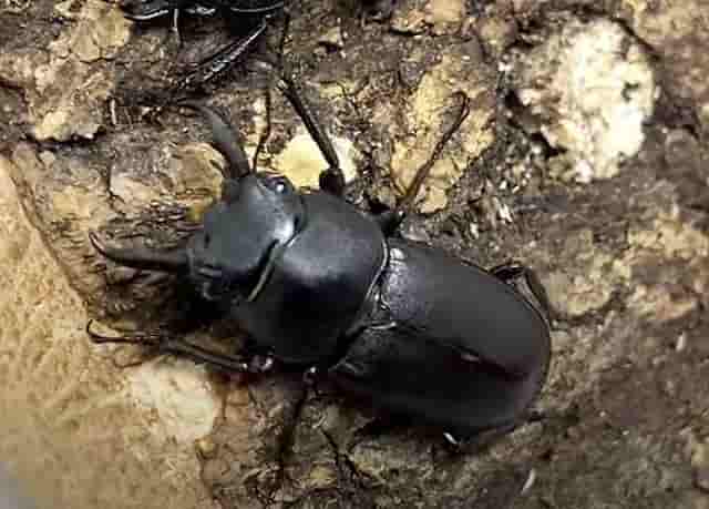 アマミシカクワガタの飼育