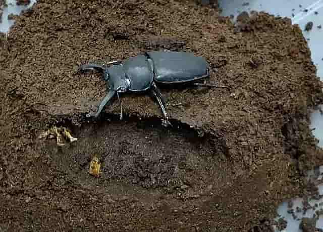アマミシカクワガタの飼育をする温度
