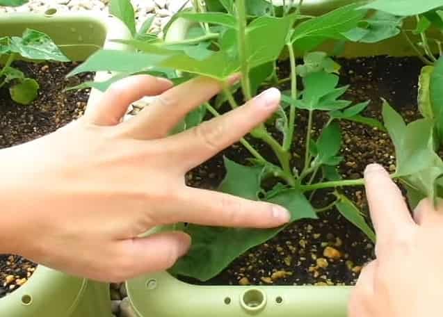 朝顔にエビガラスズメの幼虫がつかない対策