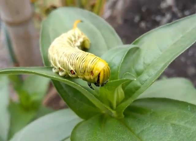 朝顔の葉を食べるエビガラスズメ