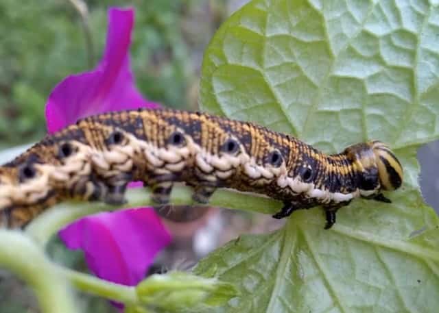 朝顔にエビガラスズメの幼虫がつかない対策