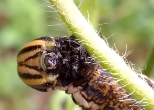 朝顔の茎を這うエビガラスズメの幼虫