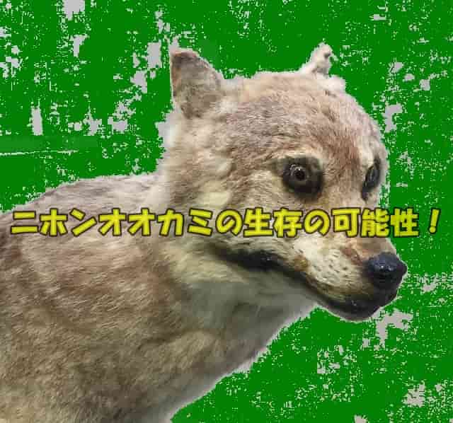ニホンオオカミの画像