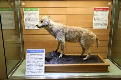 ニホンオオカミの剥製